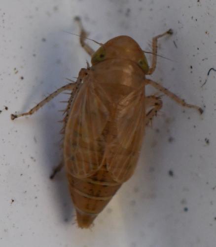Streptanus sp.